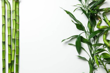 Tropikal ve yaz bitkisi kavramı - bambu