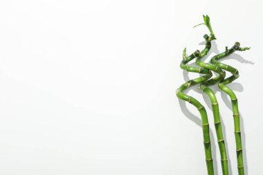 Tropikal ve yaz bitkisi kavramı - bambu