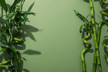 Tropikal ve yaz bitkisi kavramı - bambu