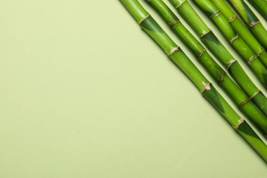 Tropikal ve yaz bitkisi kavramı - bambu