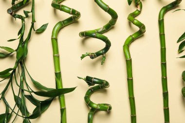 Tropikal ve yaz bitkisi kavramı - bambu