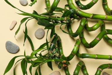 Tropikal ve yaz bitkisi kavramı - bambu