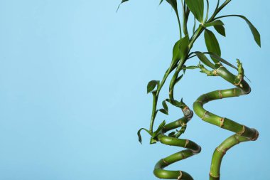 Tropikal ve yaz bitkisi kavramı - bambu