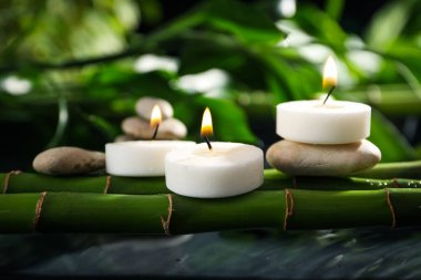 Tropikal ve yaz bitkisi kavramı - bambu