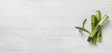 Tropikal ve yaz bitkisi kavramı - bambu