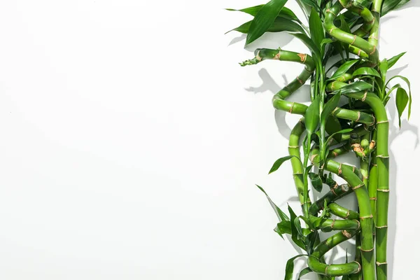 Tropikal Yaz Bitkisi Kavramı Bambu — Stok fotoğraf