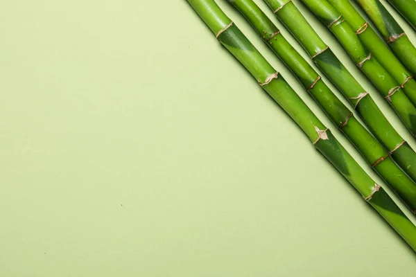 Conceptul Plantă Tropicală Vară Bambus — Fotografie, imagine de stoc