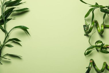 Tropikal ve yaz bitkisi kavramı - bambu