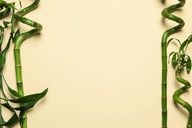 Tropikal ve yaz bitkisi kavramı - bambu