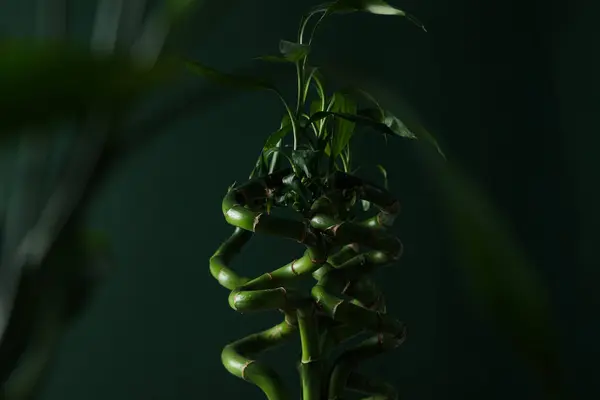 Έννοια Των Τροπικών Και Καλοκαιρινών Φυτών Μπαμπού — Φωτογραφία Αρχείου