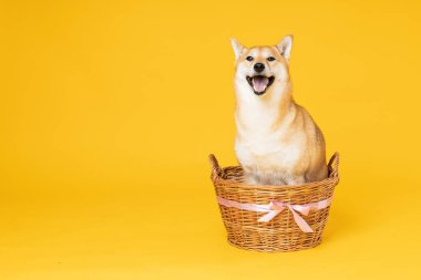 Shiba Inu sarı arka planda sevimli bir köpek.