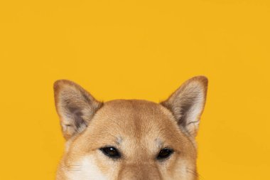 Shiba Inu sarı arka planda sevimli bir köpek.