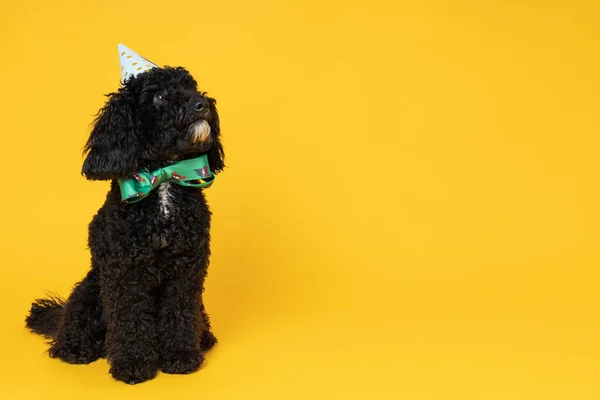Black Toy Pudl Pes Žlutém Pozadí Psí Narozeniny — Stock fotografie