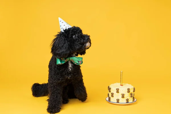 Μαύρο Σκυλάκι Κανίς Κίτρινο Φόντο Γενέθλια Σκύλου — Φωτογραφία Αρχείου