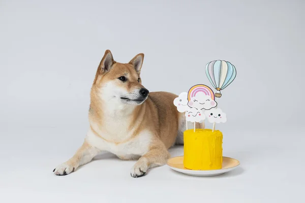 Shiba Inu dog on white background, Dog Birthday