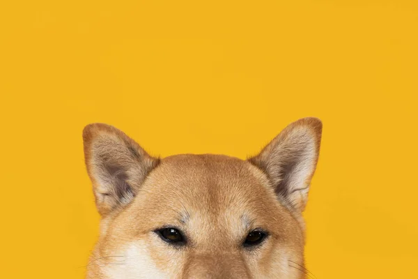 Shiba Inu Χαριτωμένο Σκυλί Κίτρινο Φόντο — Φωτογραφία Αρχείου