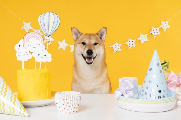 Shiba Inu Perro Sobre Fondo Amarillo Cumpleaños Del Perro —  Fotos de Stock