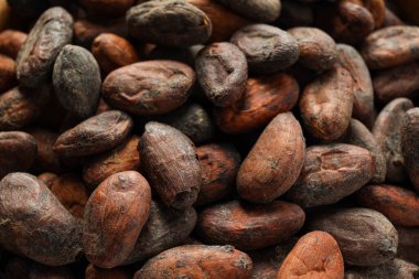 Taze ve aromatik gıda kavramı - kakao fasulyesi