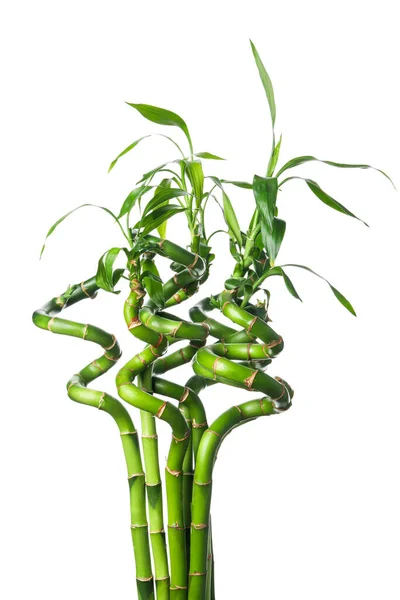 Png Concepto Planta Bambú Aislado Sobre Fondo Blanco — Foto de Stock