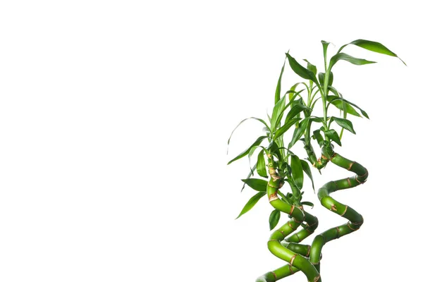 Png Концепція Рослини Бамбук Ізольований Білому Тлі — стокове фото