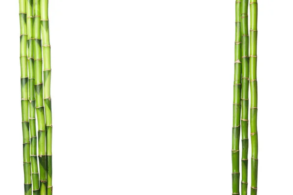 Png Concepto Planta Bambú Aislado Sobre Fondo Blanco —  Fotos de Stock