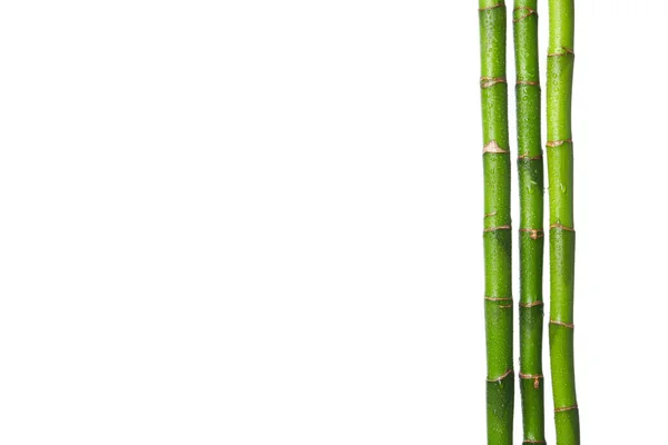 Png Conceito Planta Bambu Isolado Sobre Fundo Branco — Fotografia de Stock