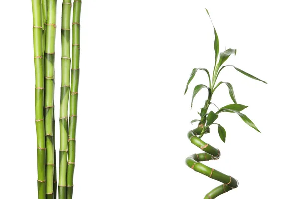 Png Begreppet Anläggning Bambu Isolerad Vit Bakgrund — Stockfoto