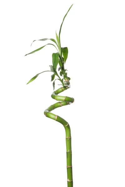 Png Konzept Der Pflanze Bambus Isoliert Auf Weißem Hintergrund — Stockfoto