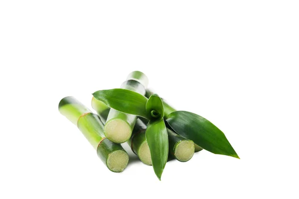 Png Konzept Der Pflanze Bambus Isoliert Auf Weißem Hintergrund — Stockfoto