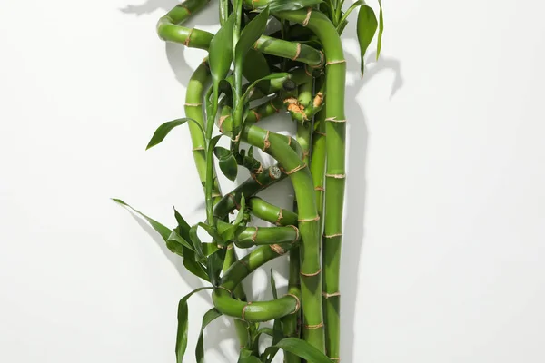 Conceito Planta Bambu Sobre Fundo Branco — Fotografia de Stock