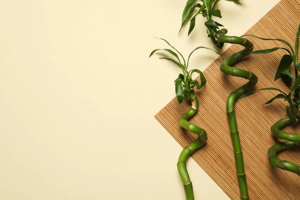 Concepto Planta Bambú Sobre Fondo Beige — Foto de Stock