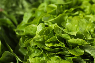 Taze yaz yemeği kavramı - marul salatası