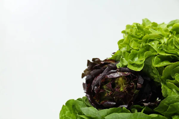 Concept Fresh Green Food Lettuce — Stock Photo, Image
