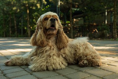 Amerikan spanyeli, evcil hayvan ve en iyi arkadaş konsepti - köpek