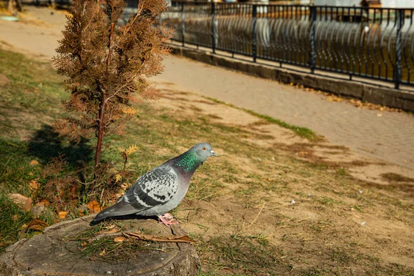 Gołąb Kikucie Miejscowym Parku Jesiennym — Zdjęcie stockowe