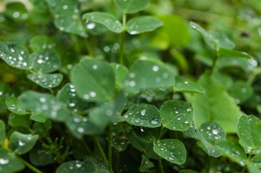 Çiy damlalı yeşil bitkiler, yan manzara