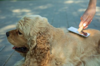 Amerikan spanyeli, evcil hayvan ve en iyi arkadaş konsepti - köpek