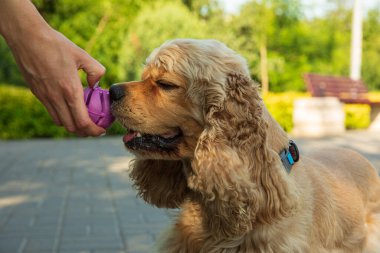 Amerikan spanyeli, evcil hayvan ve en iyi arkadaş konsepti - köpek