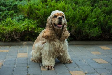 Amerikan spanyeli, evcil hayvan ve en iyi arkadaş konsepti - köpek