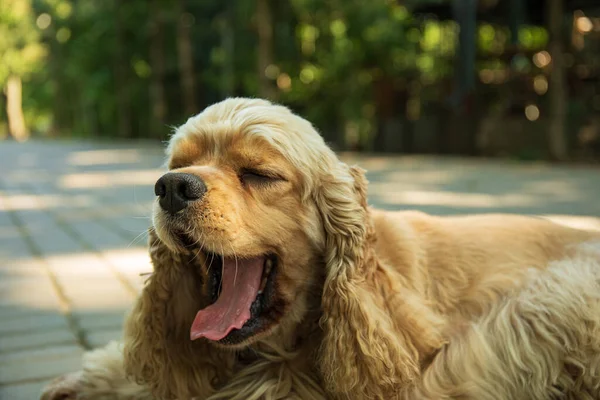 American Spaniel Concept Pet Best Friend Dog — Stock Photo, Image