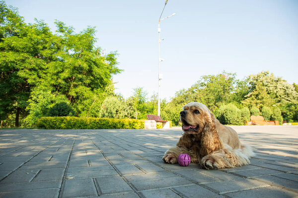 American spaniel, concept of pet and best friend - dog