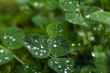 Çiy damlalı yeşil bitkiler, yan manzara