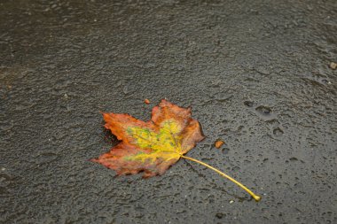 Yoldaki sarı sonbahar yaprakları