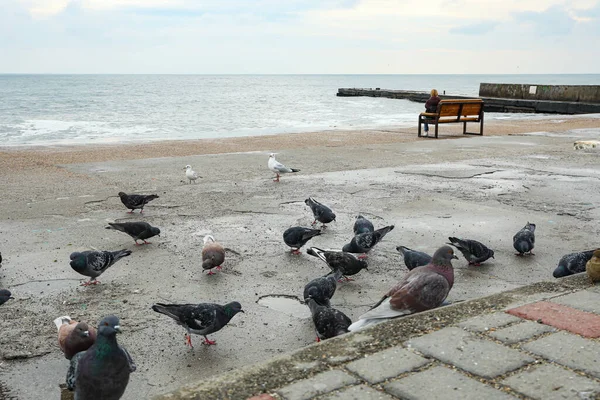 Muitos Pombos Perto Mar Costa — Fotografia de Stock