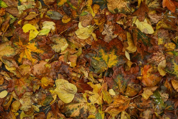 Žluté Podzimní Listí Cestě — Stock fotografie