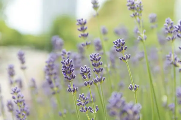 Lavendel Blommor Naturen — Stockfoto
