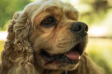 Amerikan spanyeli, evcil hayvan ve en iyi arkadaş konsepti - köpek