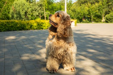 Amerikan spanyeli, evcil hayvan ve en iyi arkadaş konsepti - köpek