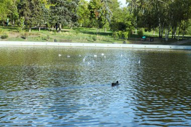 Parktaki göl, kuşlar, yaz.