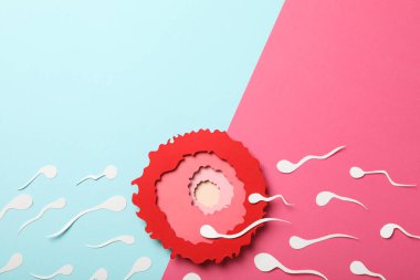 Döllenme kavramı, yumurtlama dönemi, sperm ve yumurta..